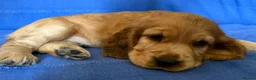Cocker Spaniel dogs for sale: Show Cocker Spaniels - Golden/Red and Sable - Advert 4