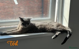 Russian Blue cats for sale: 2 x Pedigree Russian Blue GCCF - Advert 7