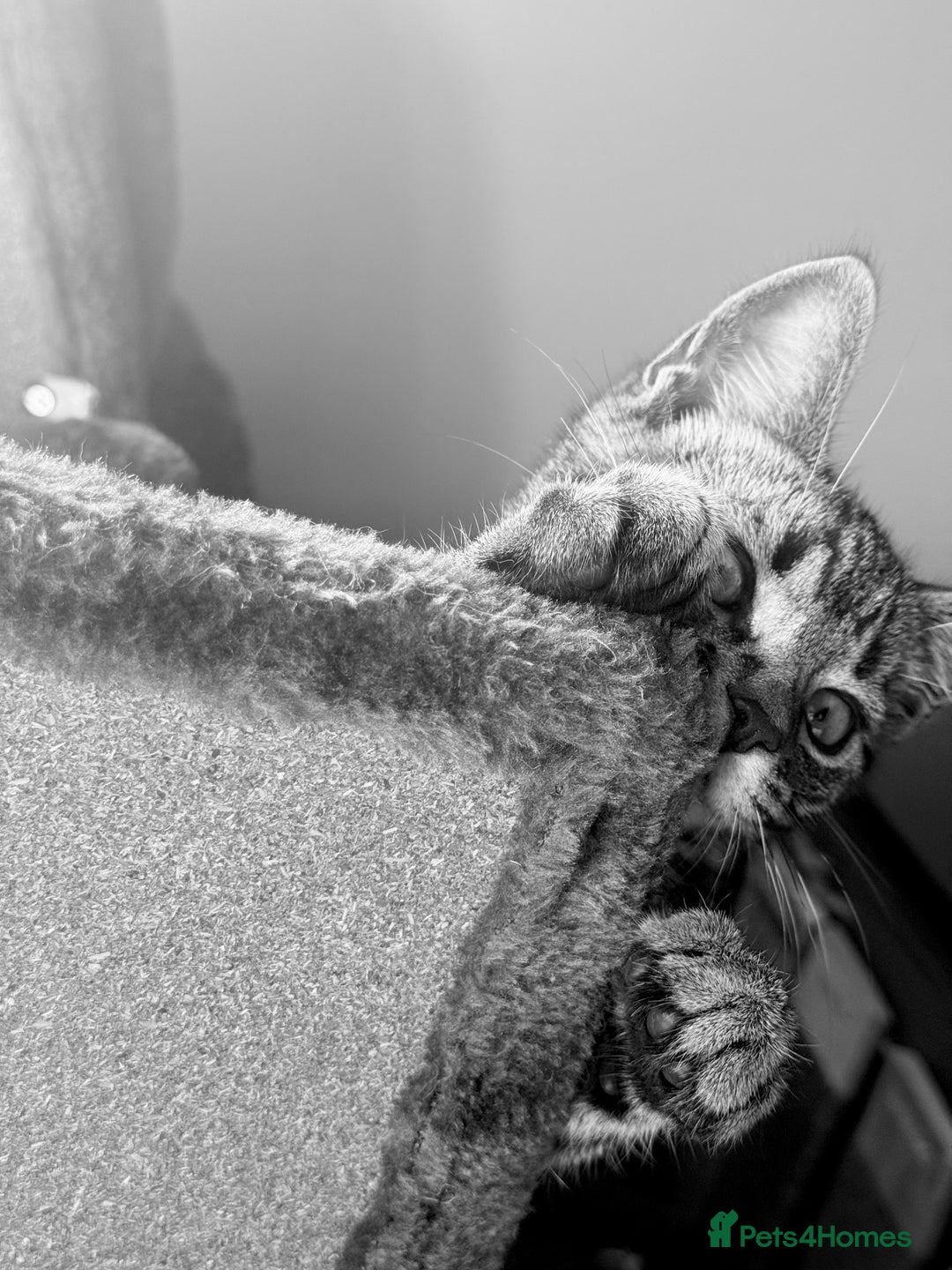 Mixed Breed cats for sale: Tabby  - Image 9