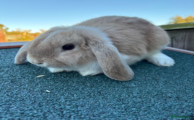 Mini Lop rabbits - Advert 3