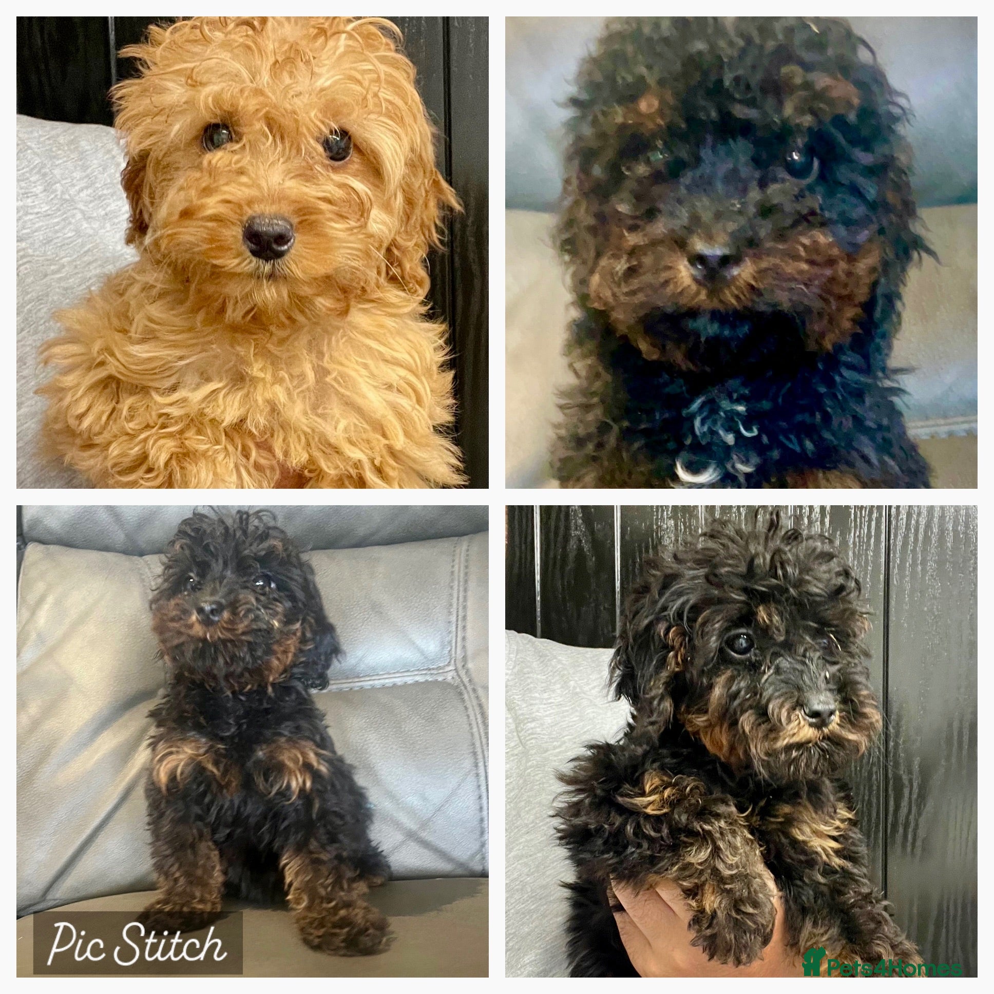 Cockapoo dogs 🐶F2 cockapoos 🐶 - Advert 2