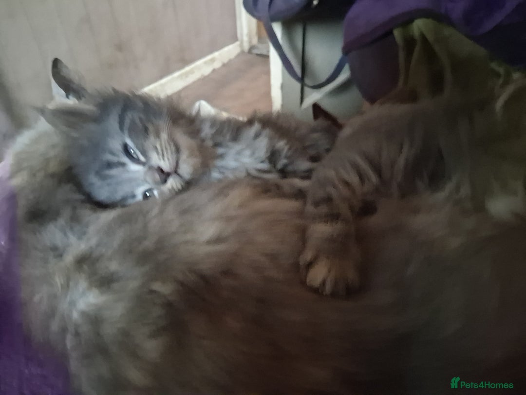 Mixed Breed cats for sale: AWESOME FLUFFY CHUNKY NORWEGIAN FOREST CAT X - Advert 35