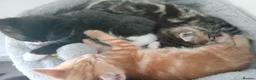 Mixed Breed cats for sale: 5 beautiful kittens for sale - Advert 3