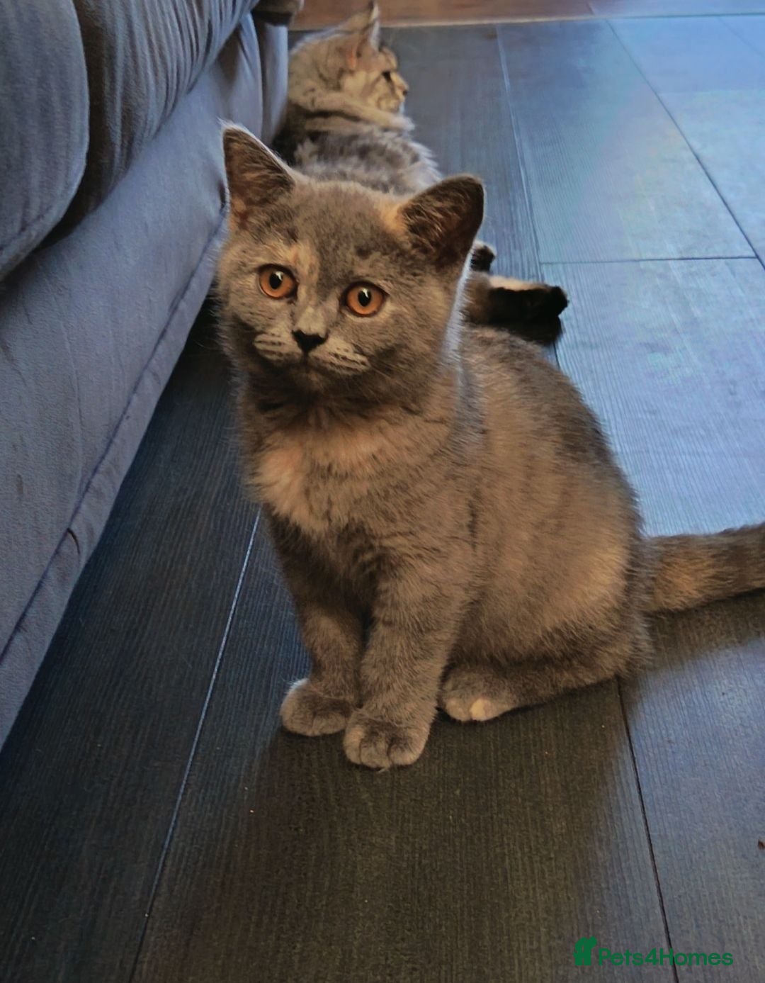 British Shorthair cats *Beautiful GCCF Reg'd Kittens*DNA Tested Parents* - Advert 10