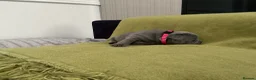 French Bulldog dogs for sale: French bulldog  - Advert 5