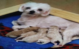 Maltipoo dogs for sale:  Maltipoo puppies  mix litter - Image 27