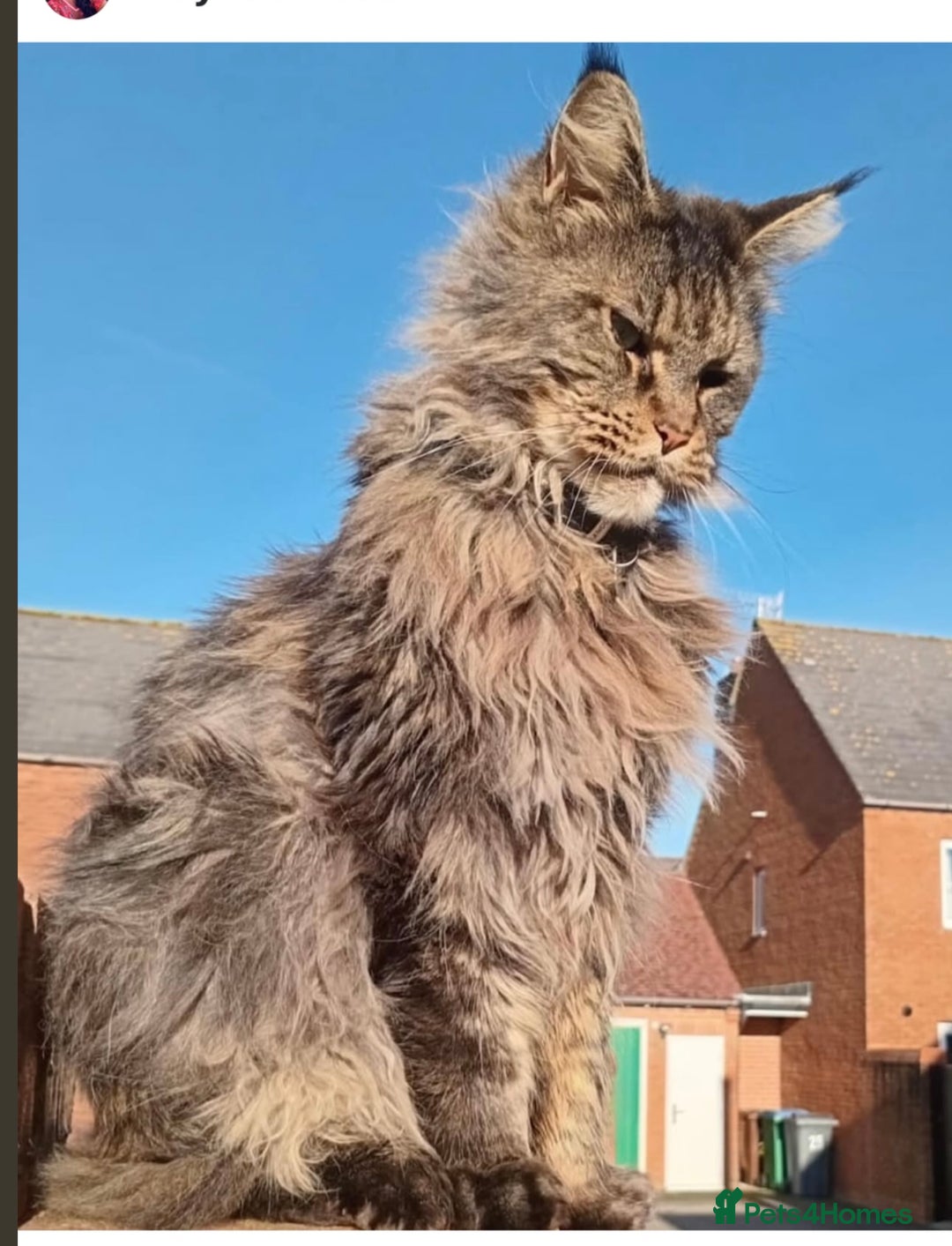 Maine Coon cats for sale: Maine coon 6 years neutered  - Advert 1