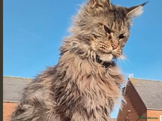 Maine Coon cats Maine coon 6 years neutered - Advert 19