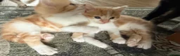 Mixed Breed cats for sale: Two Ginger Male Kittens  in Bicester - Advert 18