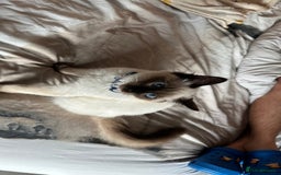 Ragdoll cats for sale: 6 Month Old Ragdoll Boy - Image 4