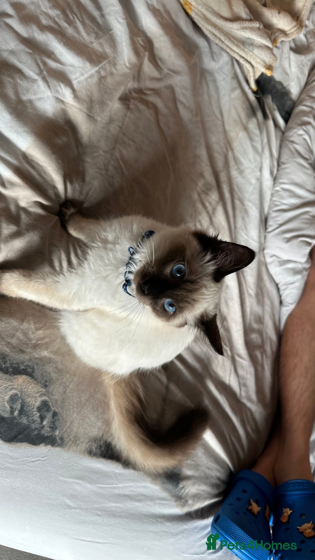 Ragdoll cats for sale: 6 Month Old Ragdoll Boy - Image 4