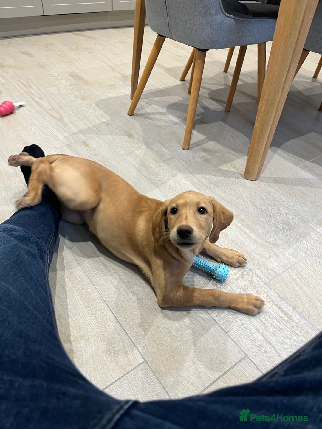 Labrador Retriever dogs for sale: Lab Puppy - Advert 5