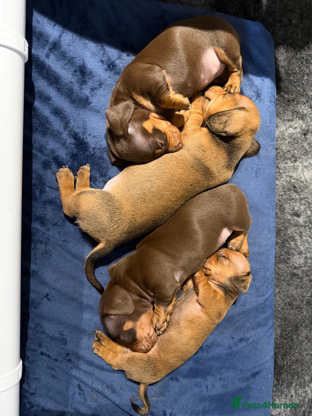Miniature Dachshund dogs for sale: Gorgeous Miniature smooth Dachshunds  - Advert 8