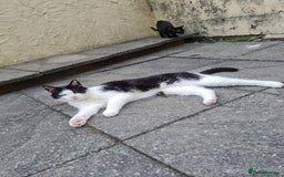 Domestic Shorthair cats for sale: Male cheeky cat - Image 2