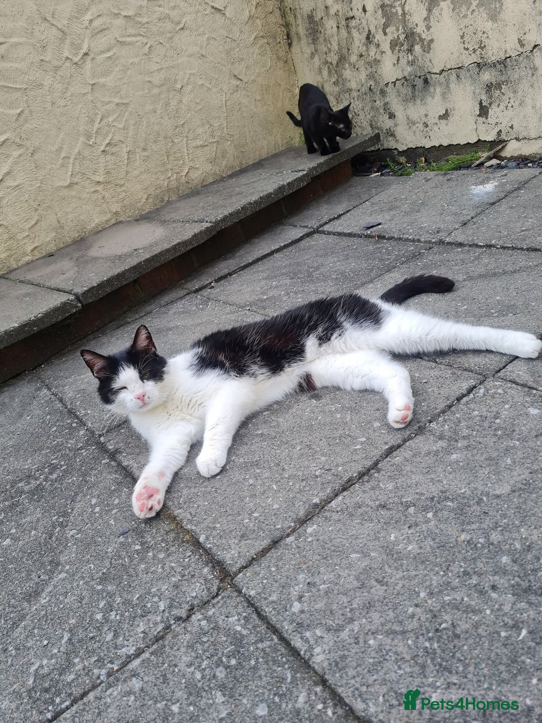 Domestic Shorthair cats for sale: Male cheeky cat - Image 2