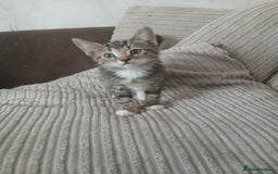 Mixed Breed cats for sale: 3 girls- 9 weeks- ready to go - Image 6