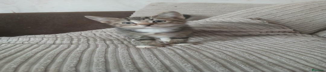 Mixed Breed Kitten 3