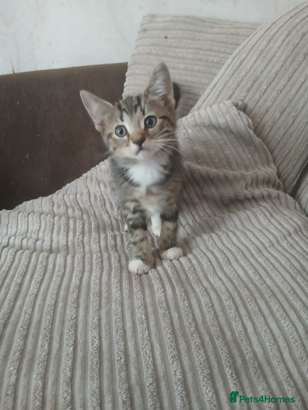 Mixed Breed cats for sale: 3 girls- 9 weeks- ready to go - Image 6