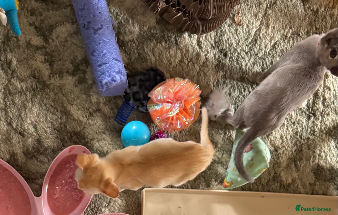 Burmese cats for sale: A fantastic litter of 7 Burmese babies  - Image 23