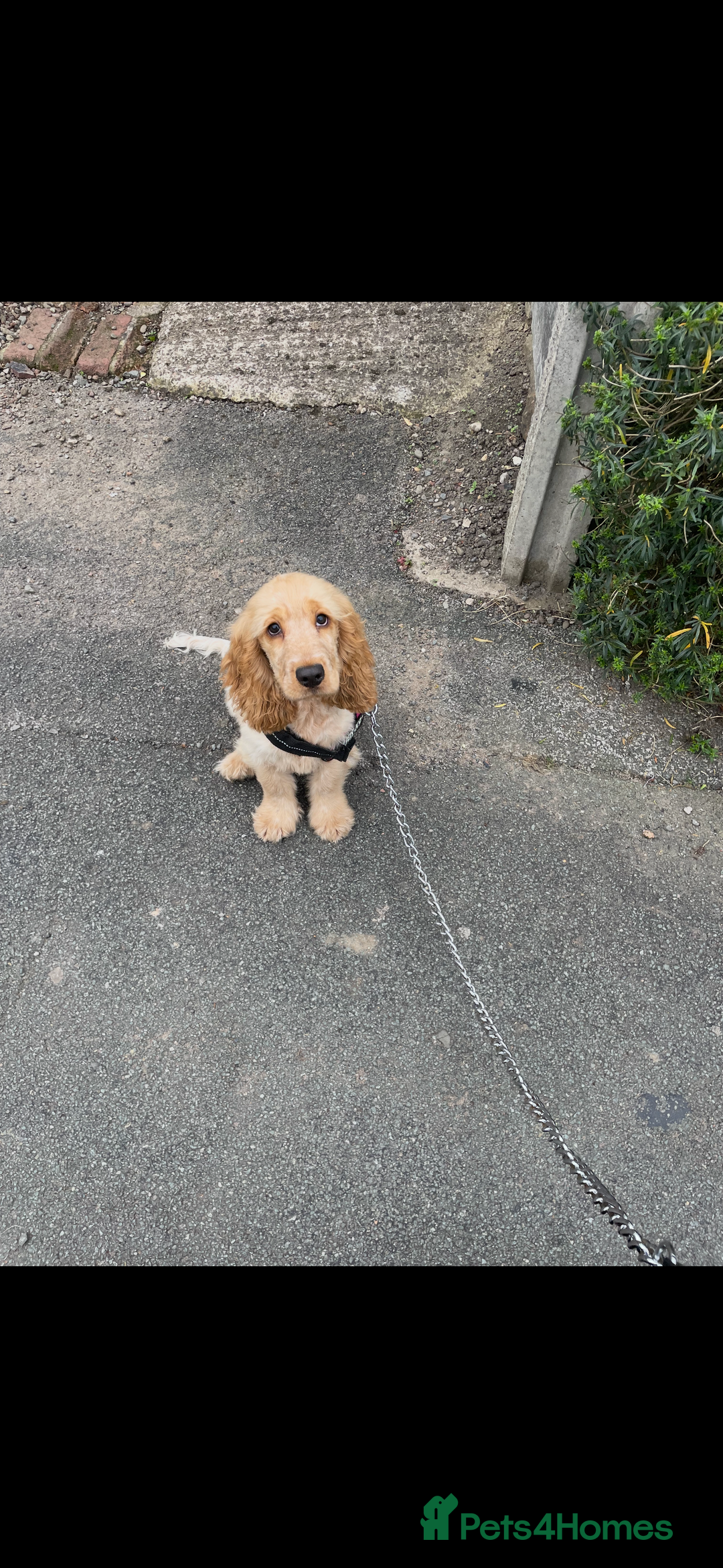 Cocker Spaniel dogs for sale: 6 month old Cocker spaniel boy - Advert 2