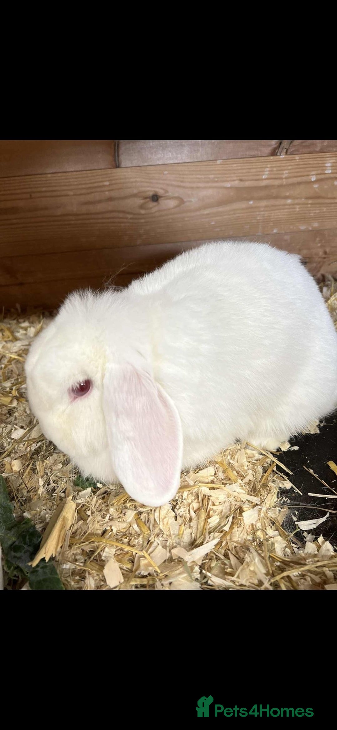 Dwarf Lop rabbits for sale: 1 male REW drawf lop - Image 2