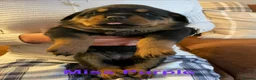 Rottweiler dogs for sale: KC Registered Rottweiler Puppies in Leicester - Advert 8