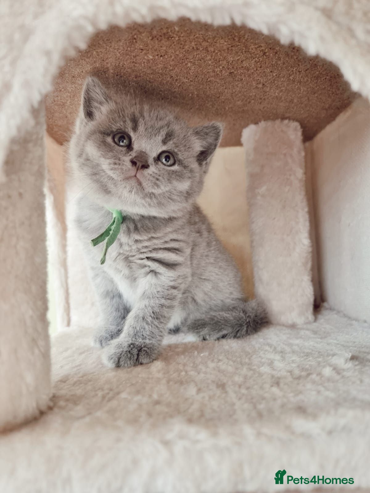 British Shorthair cats Pure Blue British Shorthair Kittens  - Advert 8