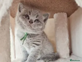 British Shorthair cats Pure Blue British Shorthair Kittens - Advert 8
