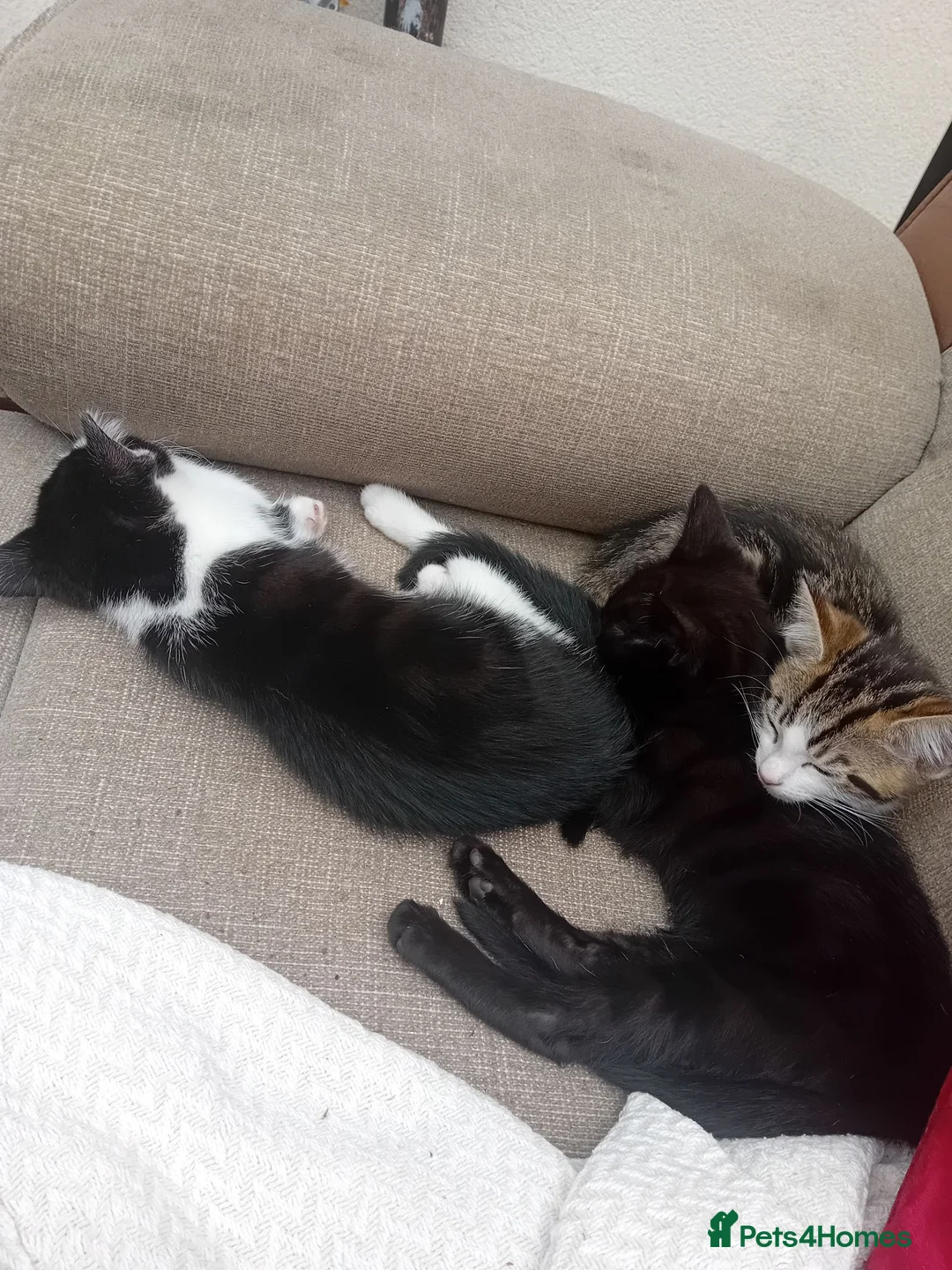 Mixed Breed cats for sale: Kittens looking for a loving family  in Blackburn - Advert 4