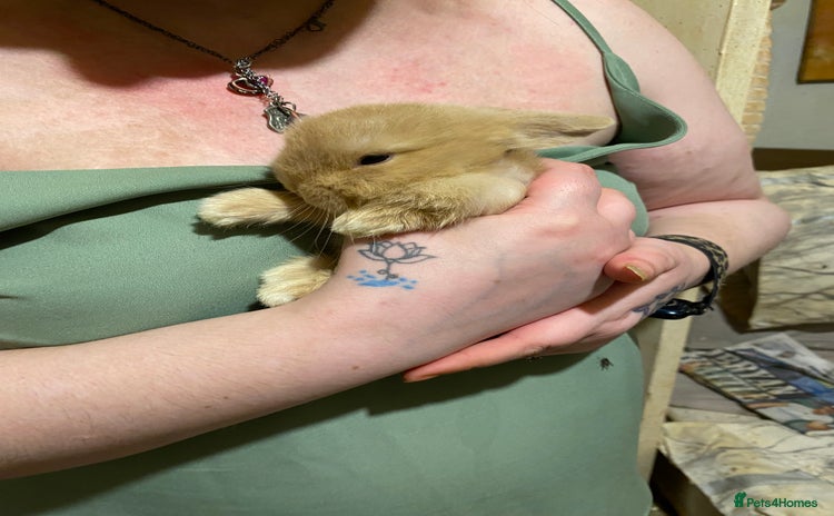 Netherland Dwarf rabbits - Advert 13