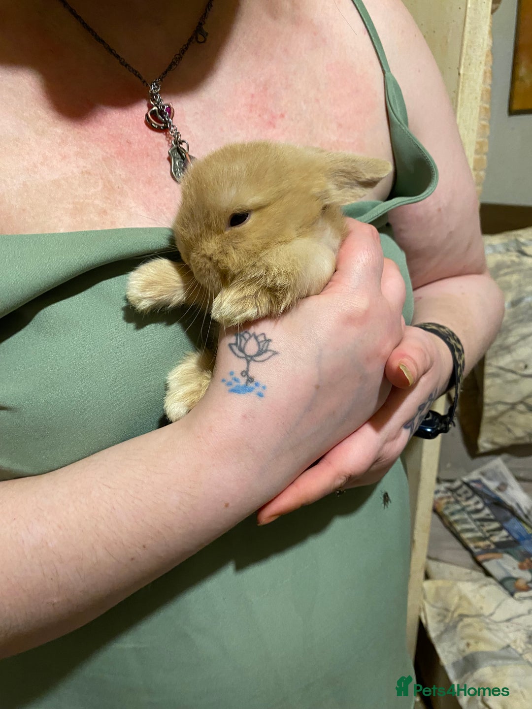 Netherland Dwarf rabbits for sale: Netherland Dwarf / Minilop  - Image 1