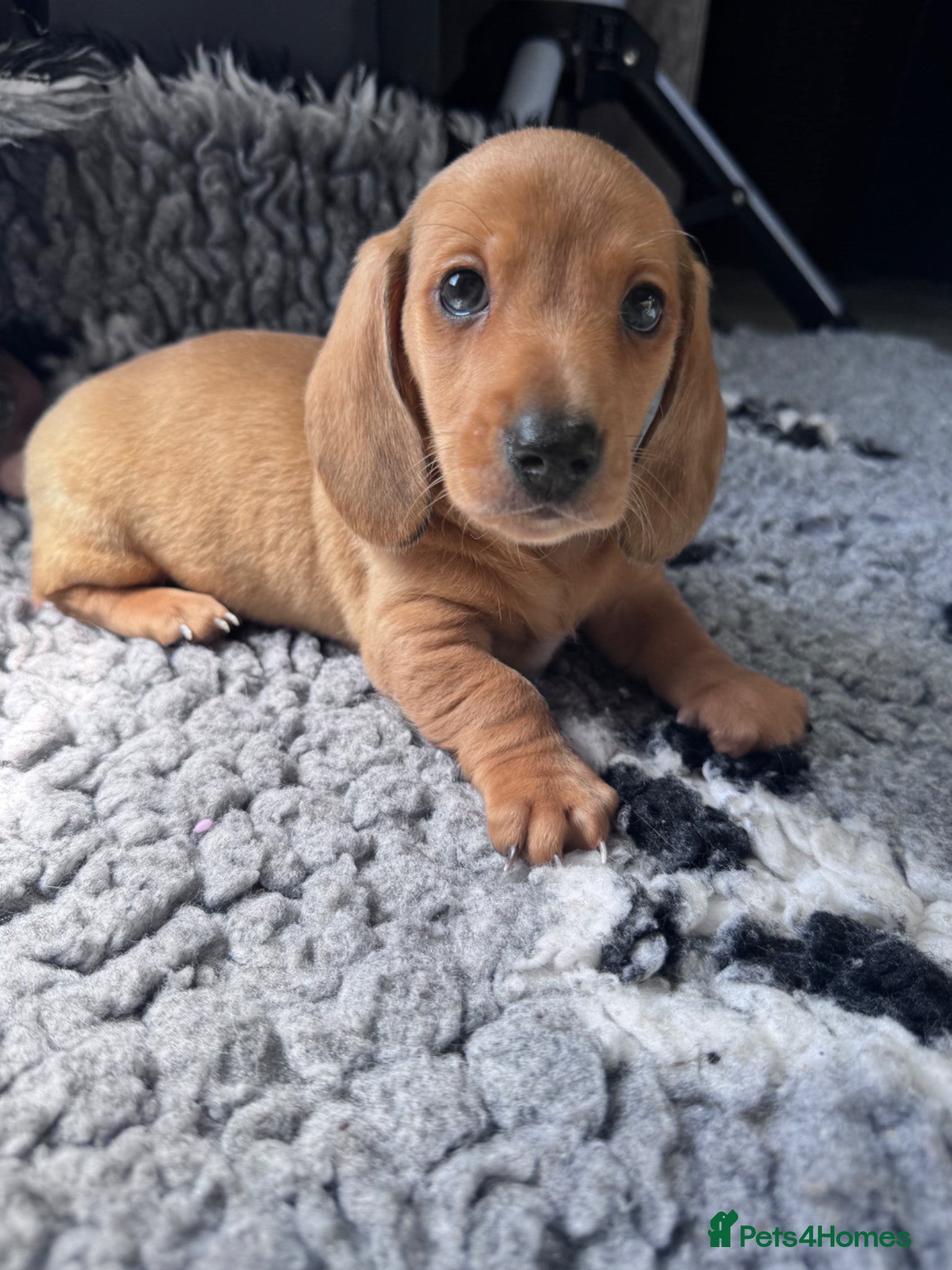 Miniature Dachshund dogs Adorable mini smoothe dachshund puppies - Advert 12