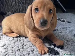 Miniature Dachshund dogs Adorable mini smoothe dachshund puppies - Advert 1