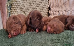 Labrador Retriever dogs for sale: Bundle of Chocolate Joy- Labrador Retrive Puppies - Image 11