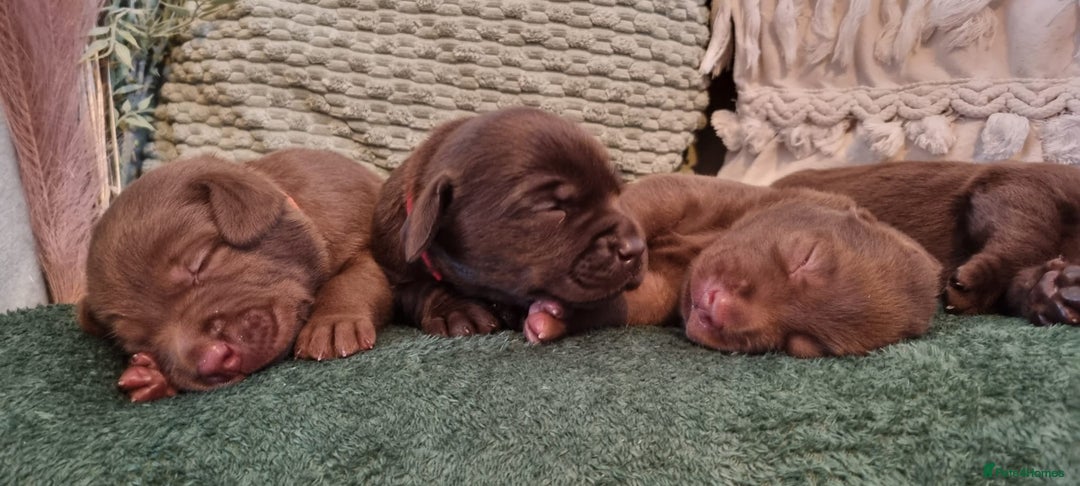 Labrador Retriever dogs for sale: Bundle of Chocolate Joy- Labrador Retrive Puppies - Image 11