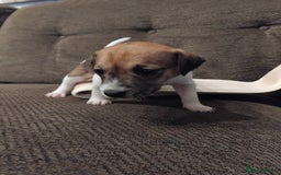 Mixed Breed dogs for sale: Stunning litter of 8 - Image 16