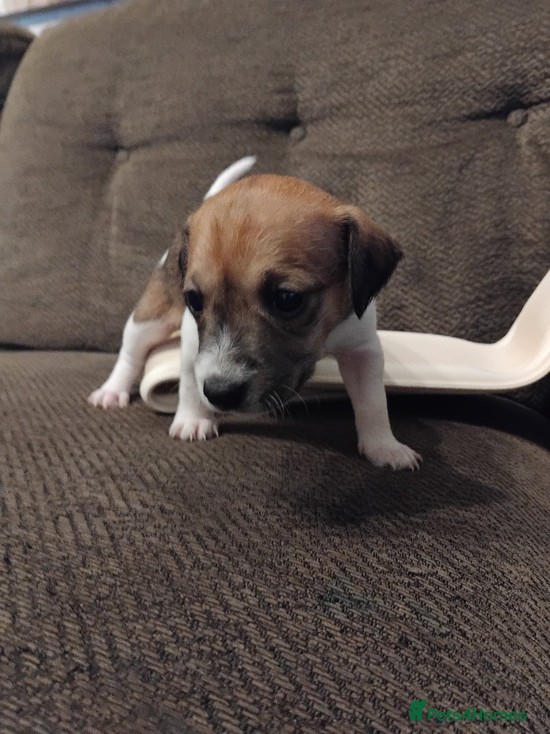 Mixed Breed dogs for sale: Stunning litter of 8 - Image 16