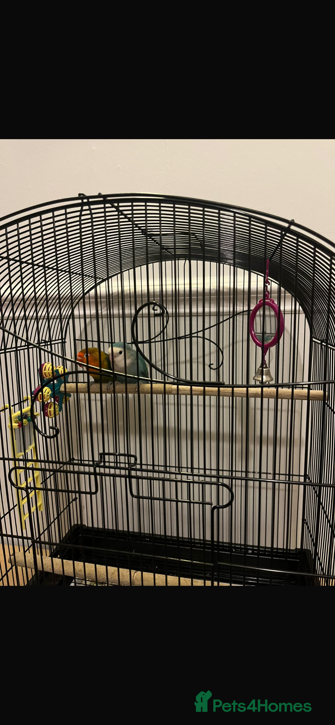 Lovebirds birds Beautiful pair of lovebirds - Advert 4