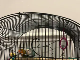 Lovebirds birds Beautiful pair of lovebirds - Advert 1