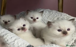 Ragdoll cats for sale: GCCF Blue Colour Point Ragdoll Kittens - Image 1