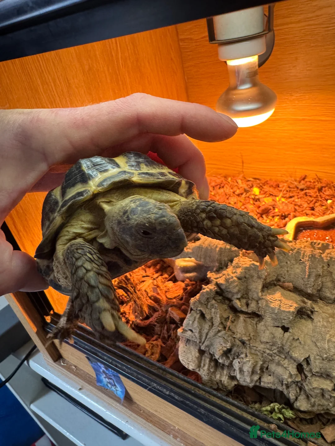 Tortoise reptiles for sale: Tortoise Russian  in Bournemouth - Advert 4