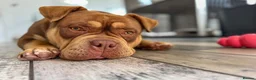 American Bully dogs for sale: Phil the Pocket Bully - Advert 4