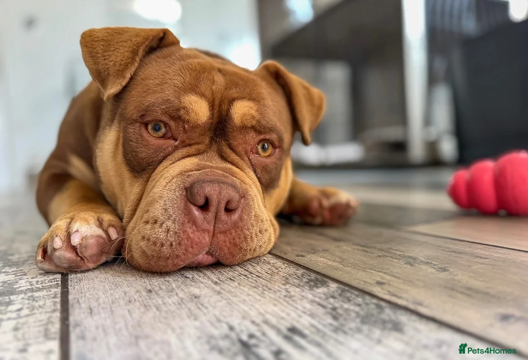 American Bully dogs for sale: Phil the Pocket Bully - Advert 4