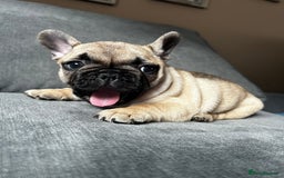 French Bulldog dogs for sale: KC wonderful French Bulldog puppies🐾 - Image 9