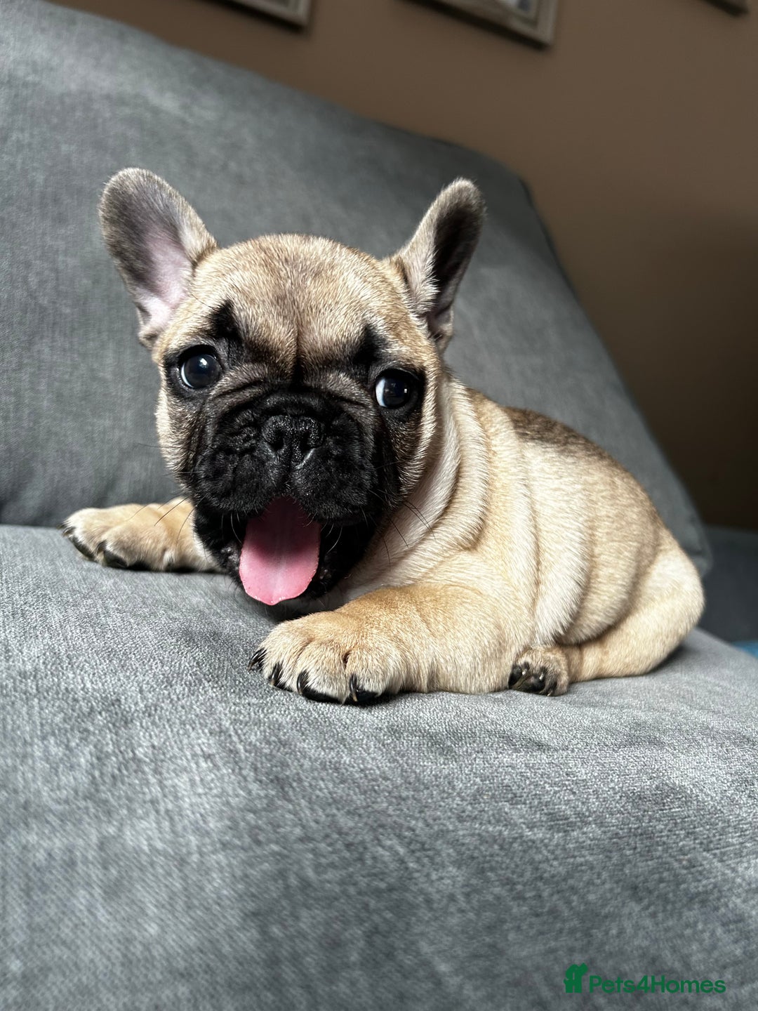 French Bulldog dogs for sale: KC wonderful French Bulldog puppies🐾 - Image 9