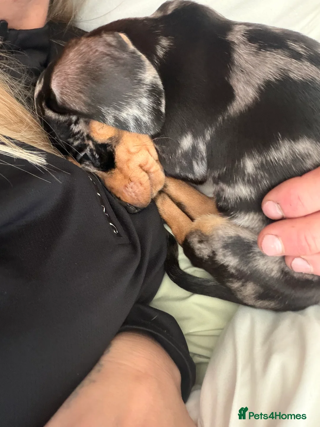 Miniature Dachshund dogs for sale: 🌼 Daisy 🌼  - Advert 13