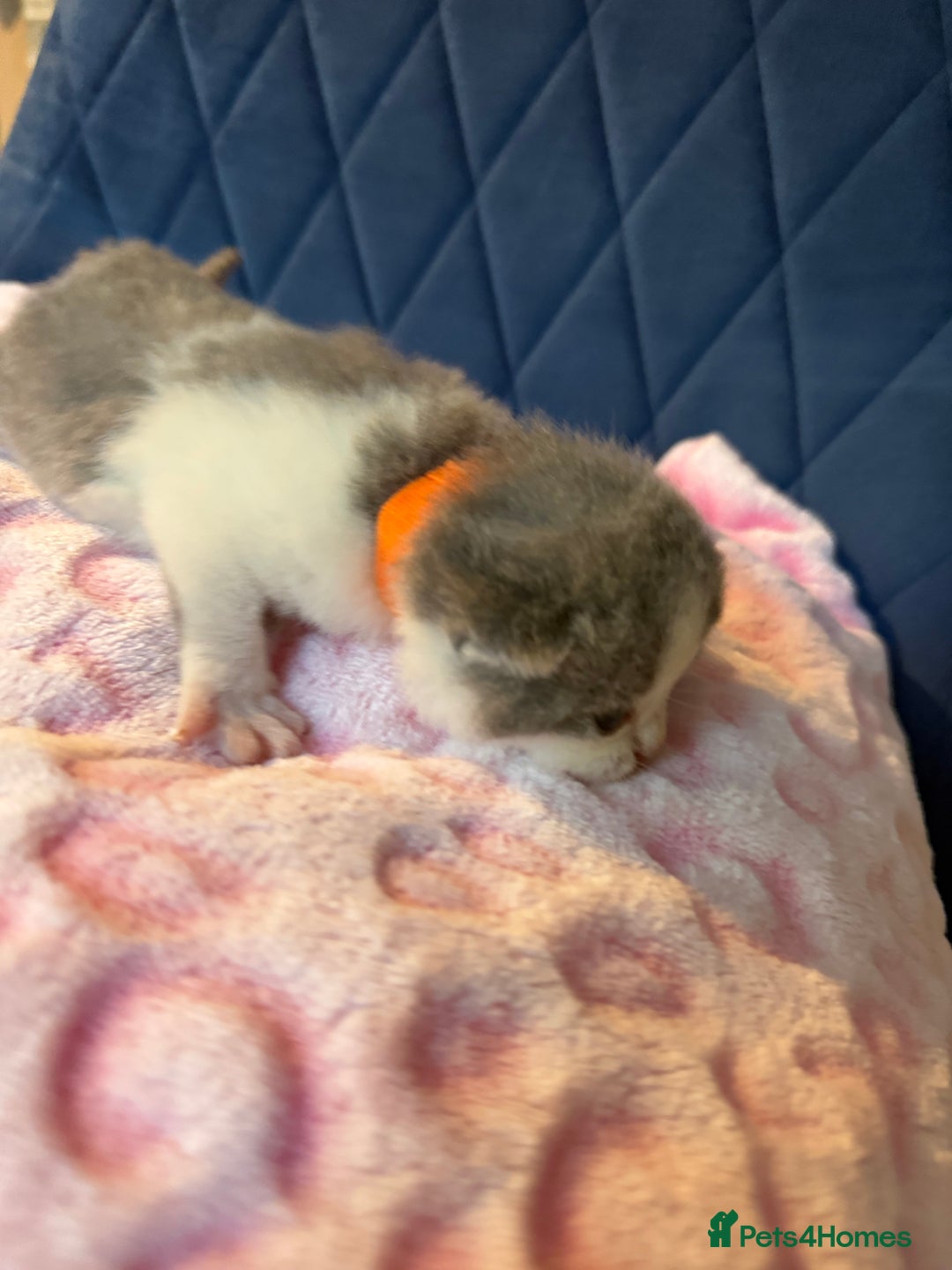 British Shorthair cats for sale: Pure British Shorthair Champion line 🥇🏆😻  - Image 7