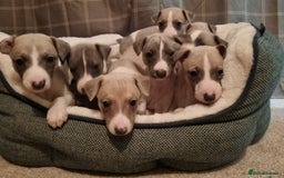 Whippet dogs for sale: Stunning Whippet Puppies - Image 1