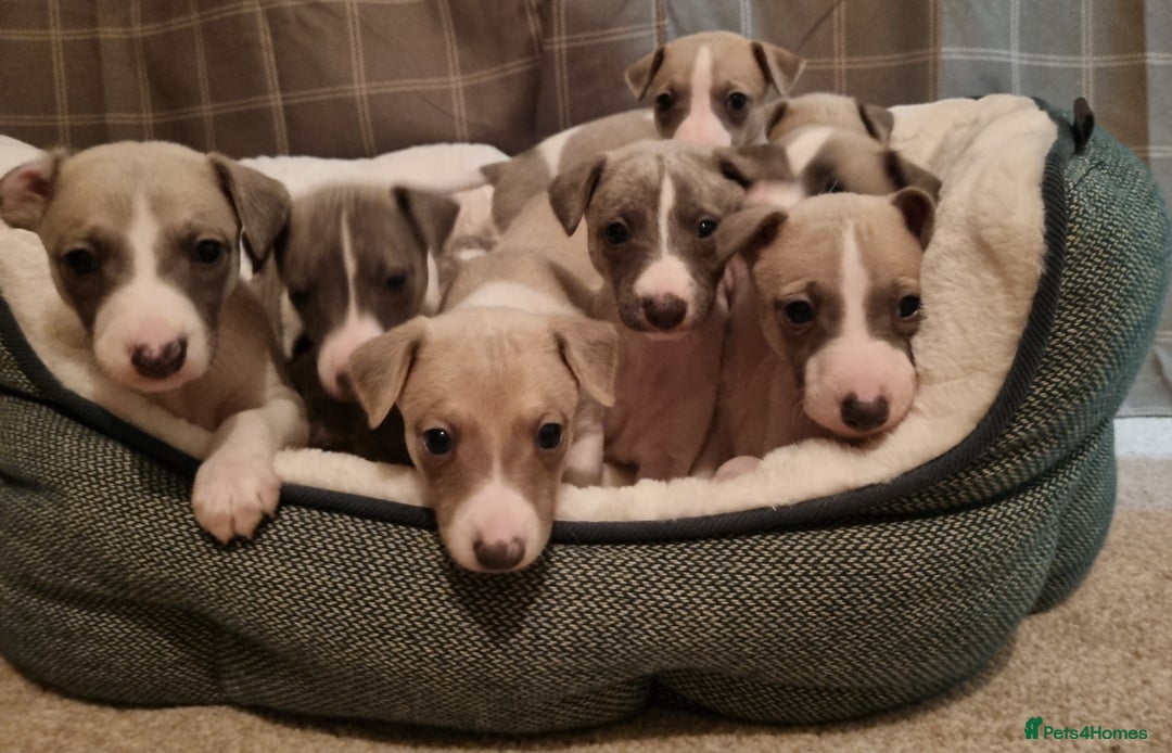 Whippet dogs for sale: Stunning Whippet Puppies - Image 1
