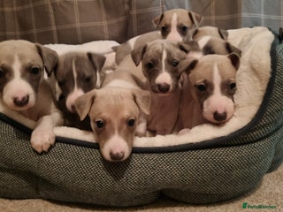 Whippet dogs for sale - Advert 1
